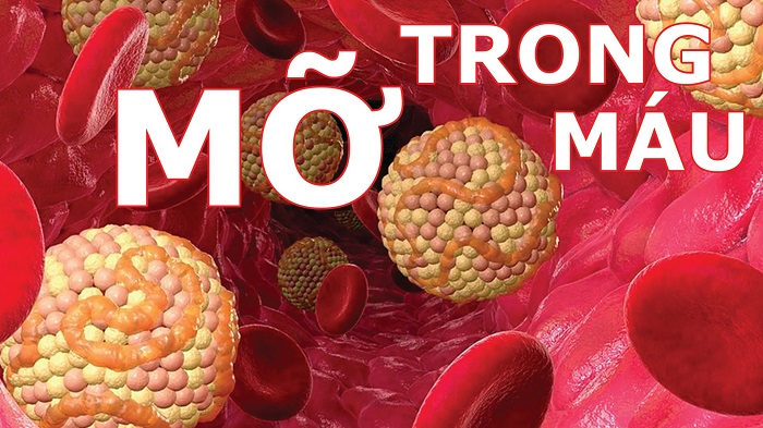 mỡ máu cholesterol